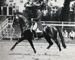 Deckhengst Donnerwetter (Oldenburger, 1977, von Disput)