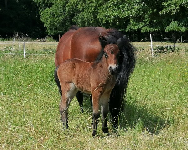 horse Flora Vom schollbruch (Dt.Part-bred Shetland pony, 2023, from Kobold vom Allerhop)