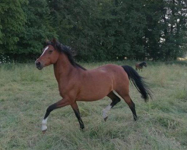 Pferd Meidoornhoeve`s Rachel (KWPN (Niederländisches Warmblut), 2011, von Woldhoeve's Bart)