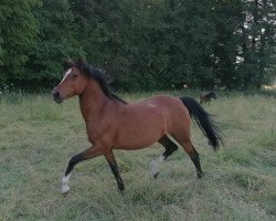 horse Meidoornhoeve`s Rachel (KWPN (Royal Dutch Sporthorse), 2011, from Woldhoeve's Bart)