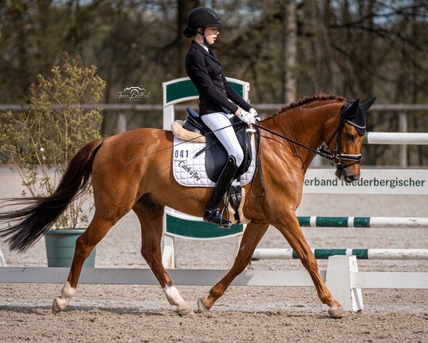 dressage horse Catch A Fire (German Riding Pony, 2014, from Catch a Smile 4)