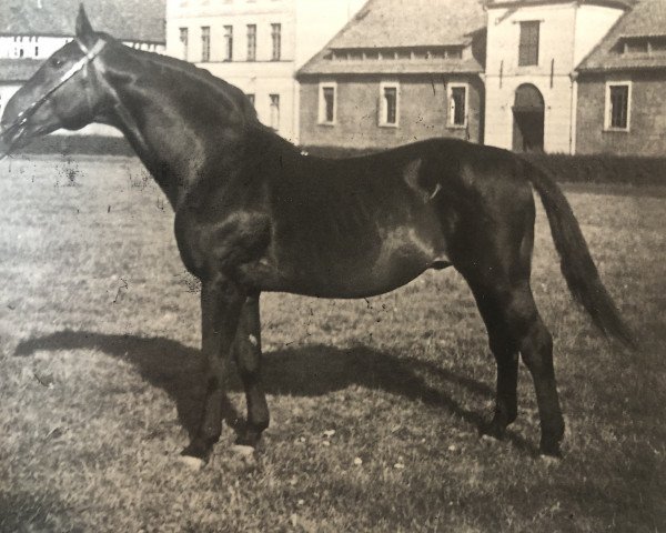 stallion Feiner Kerl (Hanoverian, 1919, from Fling)