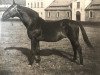 stallion Feiner Kerl (Hanoverian, 1919, from Fling)