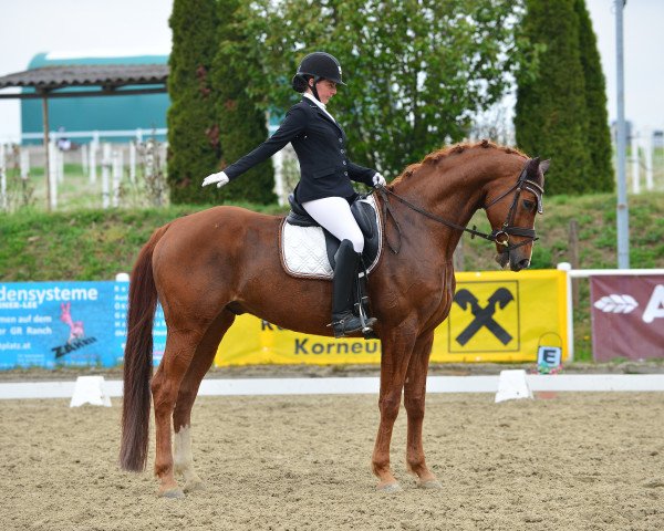 dressage horse Quattro Jd (Hanoverian, 2012, from Quaterhall)