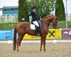 dressage horse Quattro Jd (Hanoverian, 2012, from Quaterhall)