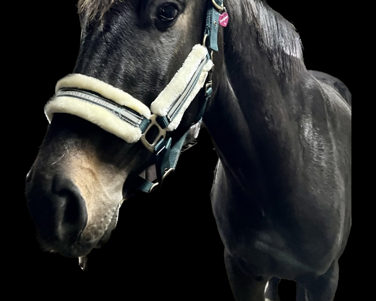 dressage horse Hengst von Zoom / Roh Magic (Westphalian, 2020, from Zoom 8)