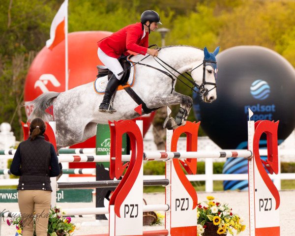 Springpferd Elena Star Z (Zangersheide Reitpferd, 2016, von E Star)