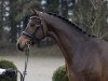 dressage horse Donauprinz (Trakehner, 2021, from Rhenium)