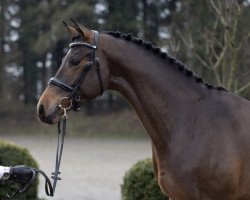 dressage horse Donauprinz (Trakehner, 2021, from Rhenium)