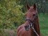 dressage horse La Boum 22 (Hanoverian, 2016, from Le Vivaldi)