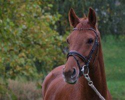 dressage horse La Boum 22 (Hanoverian, 2016, from Le Vivaldi)