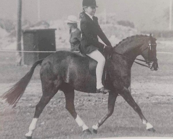 horse Markoak Flashman (Welsh Partbred, 1980, from Hever Olympic)