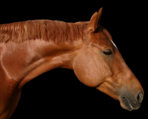 dressage horse Thoralina (Pinto / Small Riding Horse, 2015)