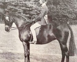 broodmare Groundhills Mannequin (British Riding Pony, 1976, from Basford Elegant)