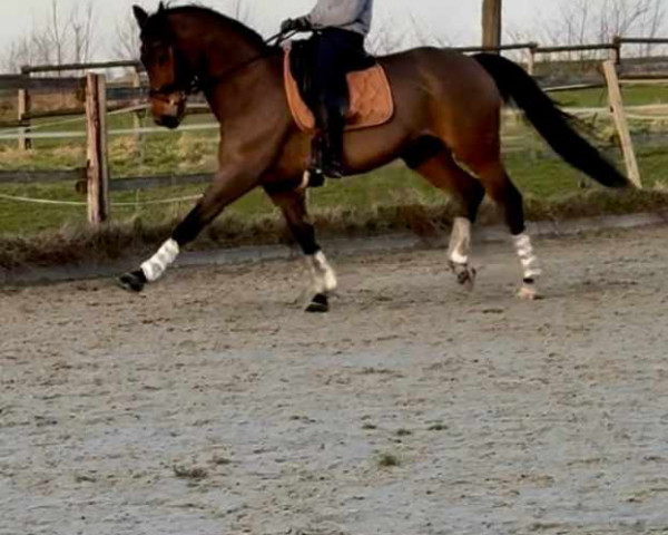 dressage horse Despino B (Hanoverian, 2011, from Desperados FRH)