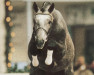 stallion Adelante I (Bavarian, 2000, from Argentinus)