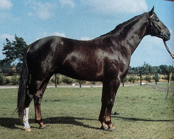 stallion Adios (Hanoverian, 1976, from Arsenik)