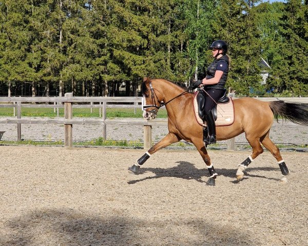 dressage horse Fs Cassidy (German Riding Pony, 2007, from FS Champion de Luxe)