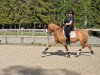 jumper Fs Cassidy (German Riding Pony, 2007, from FS Champion de Luxe)