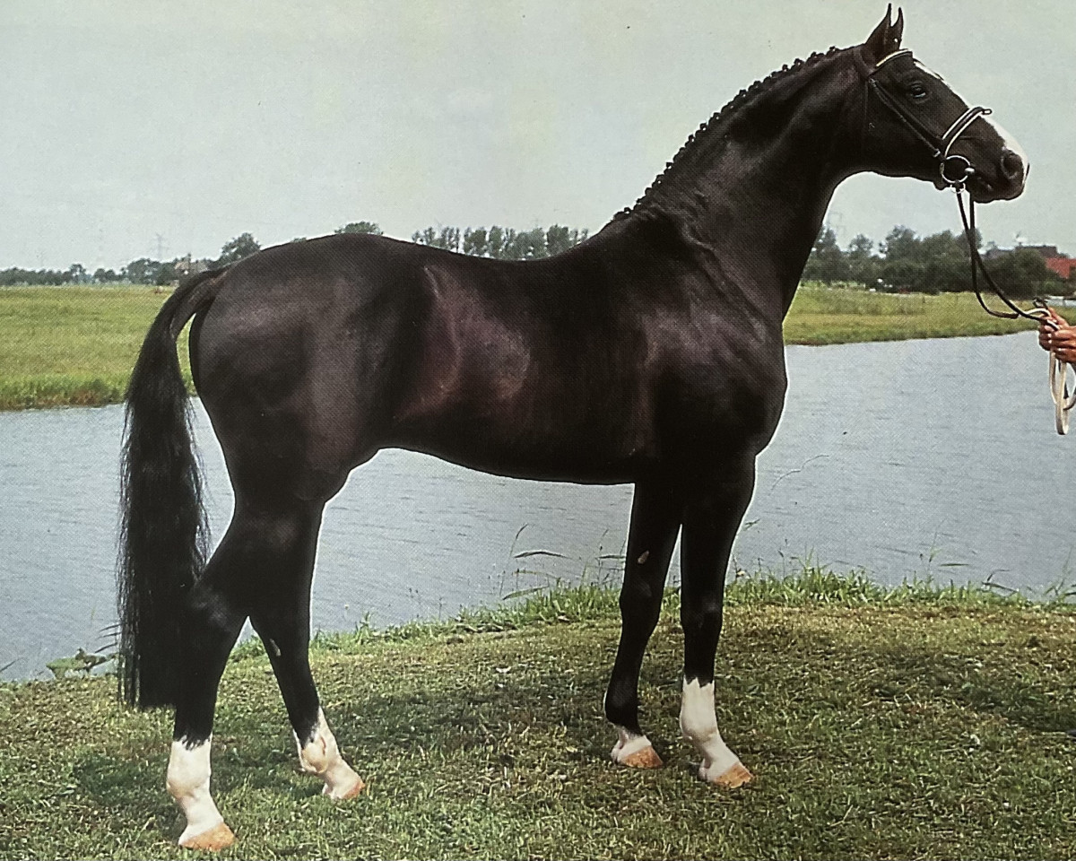 Deckhengst Aircraft (Hannoveraner, 1984, von Argentan I)