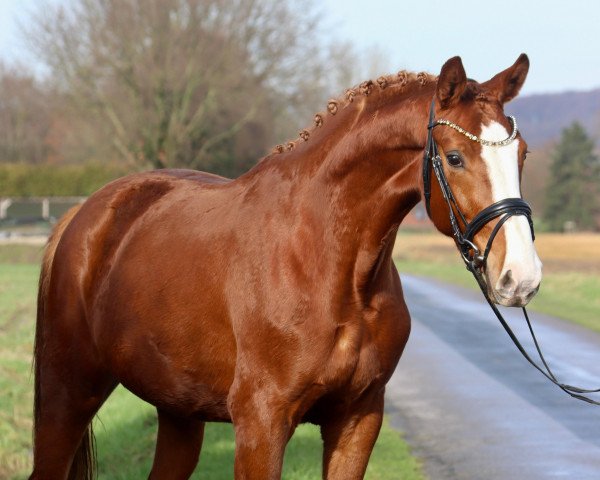 dressage horse Steverheides Dear Valentine (Westphalian, 2021, from De Royal)