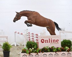 broodmare Stakkatolisa PS (Oldenburg show jumper, 2019, from Stakkatol)