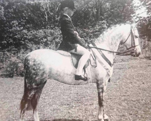 broodmare Faith Of Rotherwood (British Riding Pony, 1980, from Twylands Troubadour)