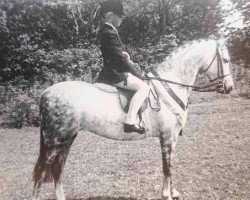 Zuchtstute Faith Of Rotherwood (British Riding Pony, 1980, von Twylands Troubadour)