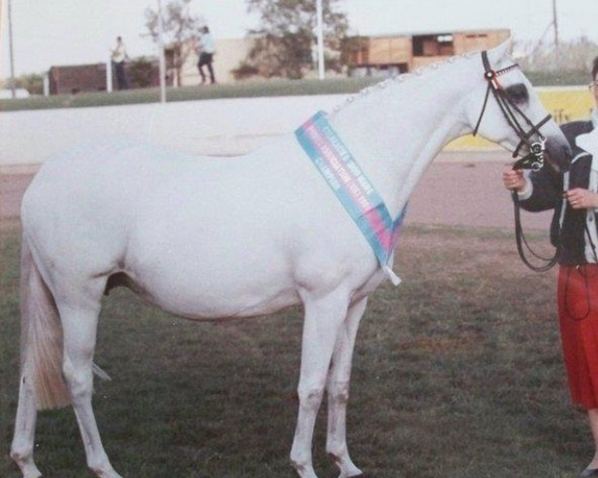 Zuchtstute Culross Maid of Honour (British Riding Pony, 1977, von Cusop Faithful)