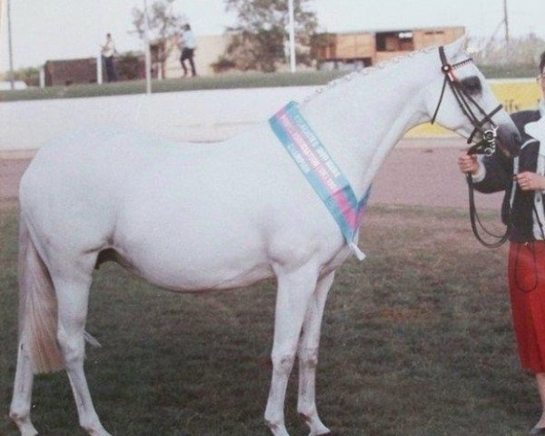 broodmare Culross Maid of Honour (British Riding Pony, 1977, from Cusop Faithful)