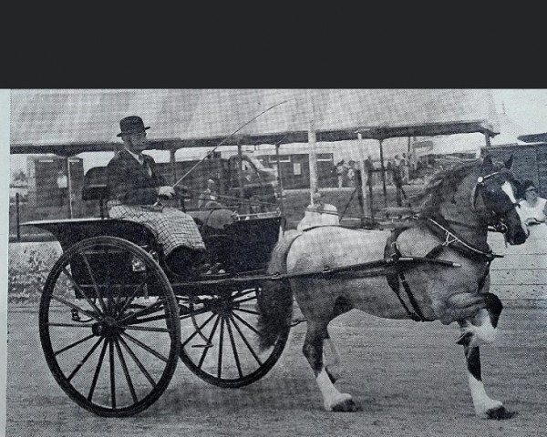 stallion Ty'r Capel Idris (Welsh-Cob (Sek. D), 1966, from Hendy Brenin)