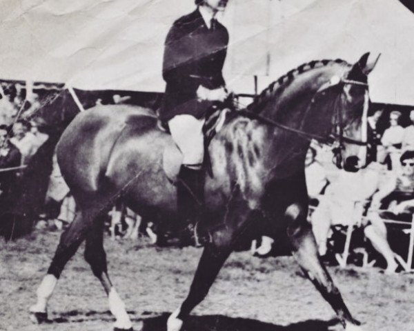 horse Shalbourne Melody Fayre (Hack (horse), 1958, from Silverdale Minstrel)