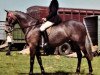 broodmare Shalbourne April Love (Hack (horse), 1964, from Clieveden Boy xx)