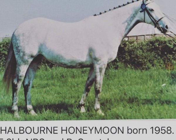 Pferd Shalbourne Honeymoon (British Sport Horse, 1958, von Clieveden Boy xx)