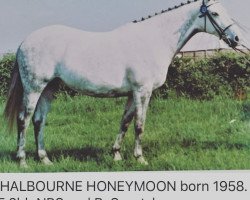 horse Shalbourne Honeymoon (British Sport Horse, 1958, from Clieveden Boy xx)