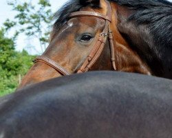 broodmare U-Let's Dance (Holsteiner, 2004, from Lorentin I)