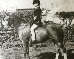 Pferd Ocean So Fair (Welsh Partbred, 1974, von Brockwell Chipmunk)