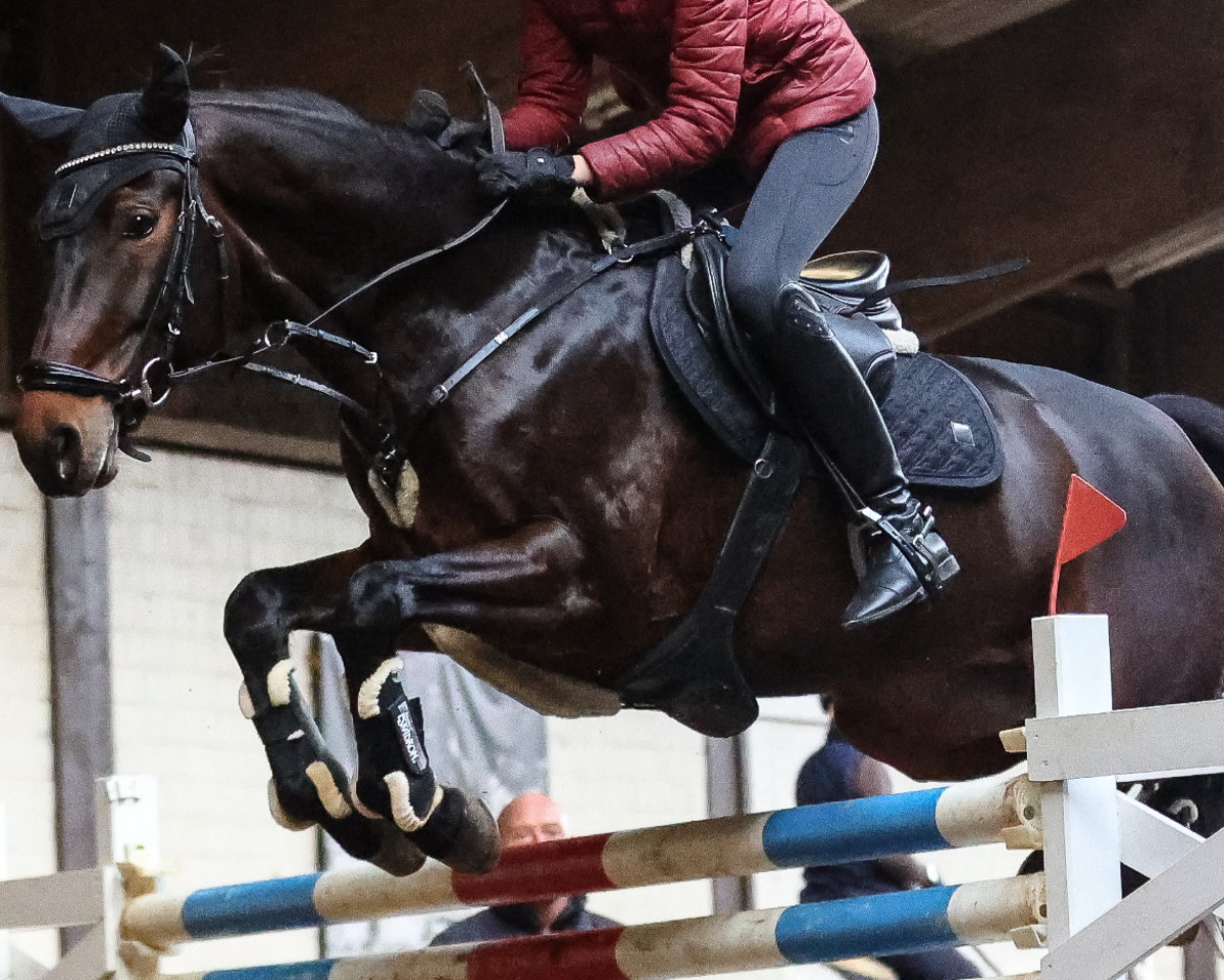 jumper Keep your distance (Hanoverian, 2018, from Karajan)