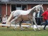 Zuchtstute Luckara Dwerse Hagen (Belgisches Warmblut, 2011, von Va-Vite)