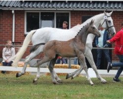 Zuchtstute Luckara Dwerse Hagen (Belgisches Warmblut, 2011, von Va-Vite)