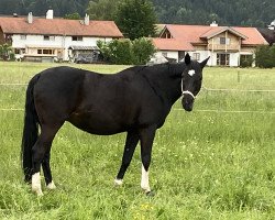 Zuchtstute Rivera Nera (Bayer, 2005, von Rautenstein)