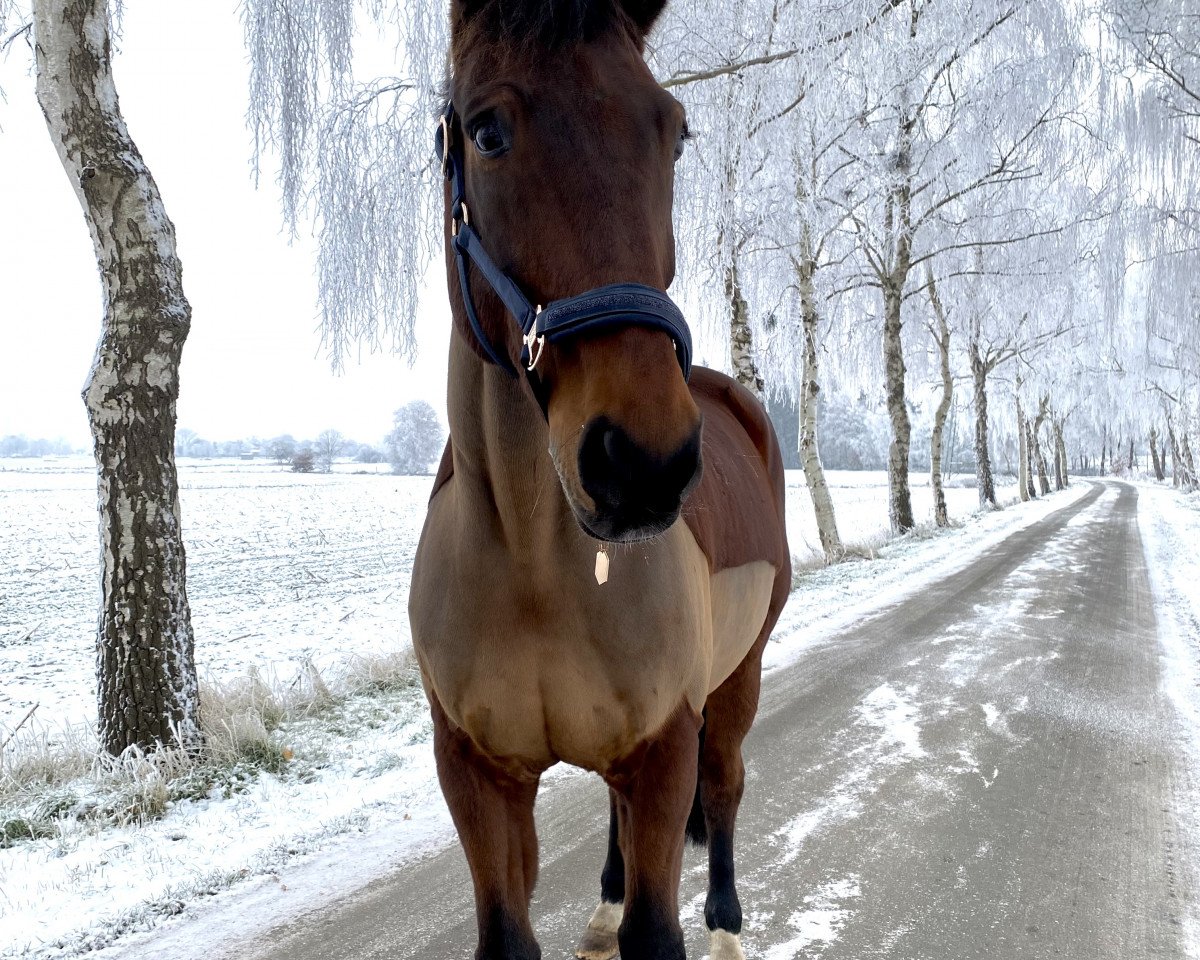 dressage horse Solo Sincero (Hanoverian, 2011, from St. Moritz Junior)