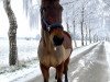 Dressurpferd Solo Sincero (Hannoveraner, 2011, von St. Moritz Junior)