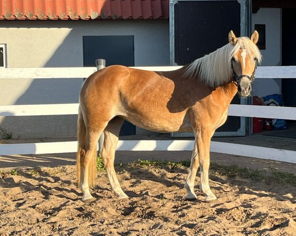 dressage horse Austria S.O. (Haflinger, 2019, from Amore Mio)