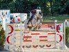 jumper Cataleya E (German Sport Horse, 2017, from Chacoon Blue)