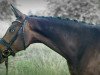 dressage horse Fancy Blue Diamond M (Westphalian, 2018, from Franziskus FRH)