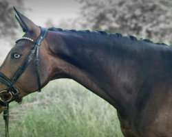 dressage horse Fancy Blue Diamond M (Westphalian, 2018, from Franziskus FRH)