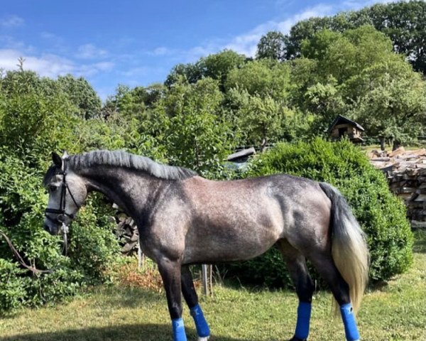 dressage horse Amazing Ally 17 (Oldenburg, 2017, from Asgard's Ibiza)