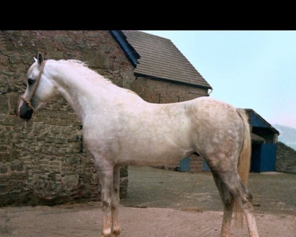 stallion Cusop Sign Post (British Riding Pony, 1969, from Bwlch Valentino)