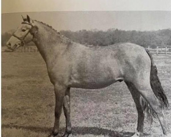 stallion Coed Coch Maentwrog (Welsh-Pony (Section B), 1965, from Coed Coch Berwynfa)